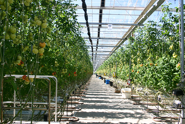 Vertical Farming